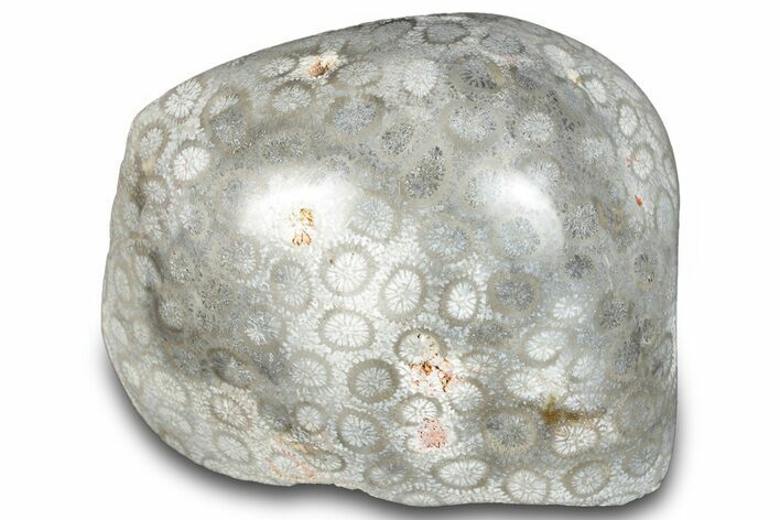 Polished Fossil Coral Head - Indonesia #293847